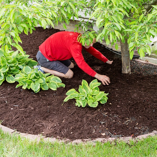 mulch installation using organic materials like straw or wood chips can provide insulation and protect plants from frost in colder climates